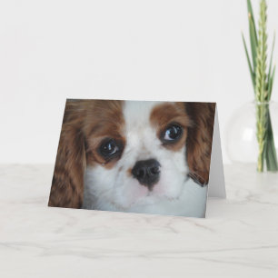 Cavalier King Charles greeting cards