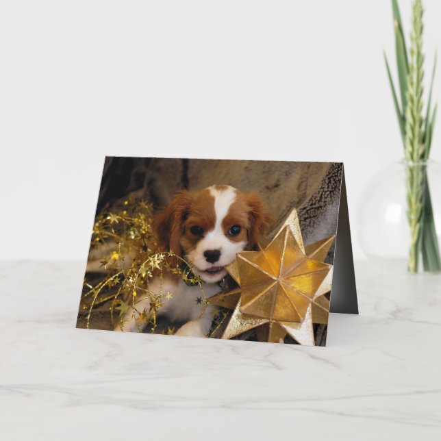 Cavalier King Charles Holiday Star Card (Front)