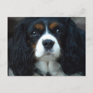 Cavalier King Charles Postcard