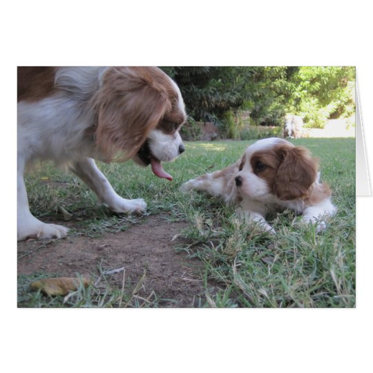 Cavalier King Charles Rescues Card