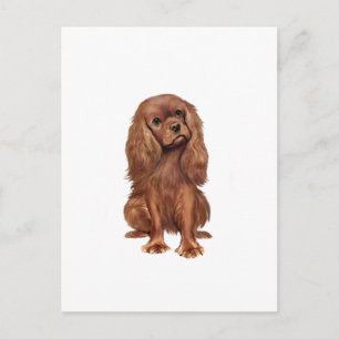 Cavalier King Charles - Ruby Postcard
