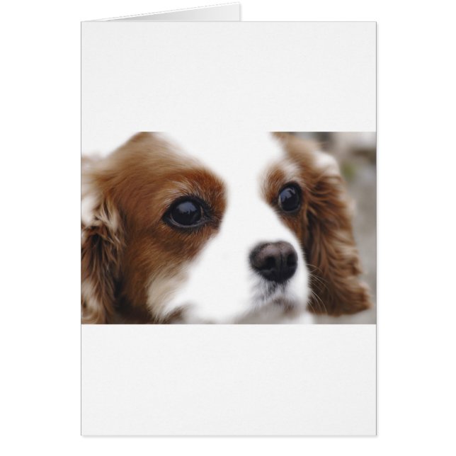 Cavalier King Charles Spaniel (Front)