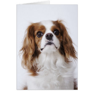 Cavalier King Charles Spaniel
