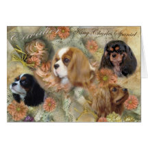 Cavalier King Charles Spaniel