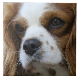 Cavalier King Charles Spaniel 2 Pet Love, KEEPSAKE Tile