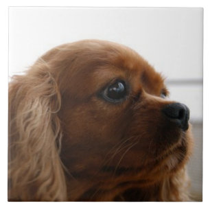 Cavalier King Charles Spaniel 3 Pet Love, KEEPSAKE Tile