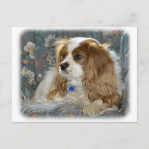 Cavalier King Charles Spaniel 8R16D-01 Postcard