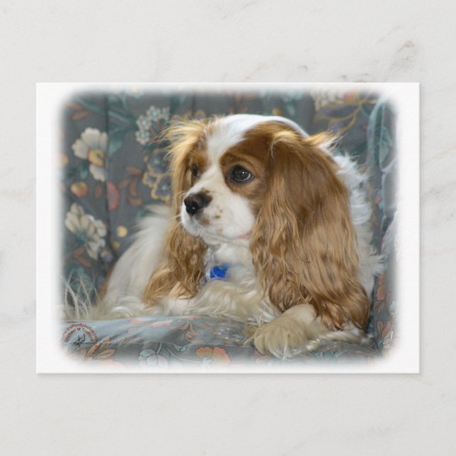 Cavalier King Charles Spaniel 8R16D-01 Postcard (Front)