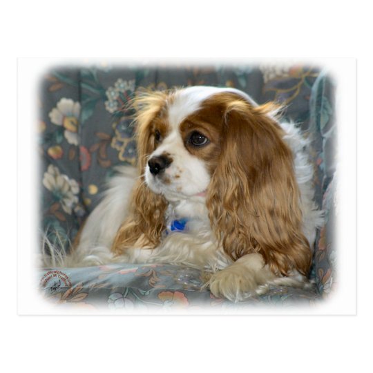 Cavalier King Charles Spaniel 8R16D-01 Postcard