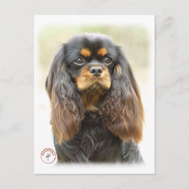 Cavalier King Charles Spaniel 9F51D-03 Postcard (Front)