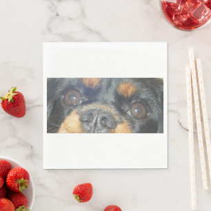 cavalier king charles spaniel black tan eyes napkin