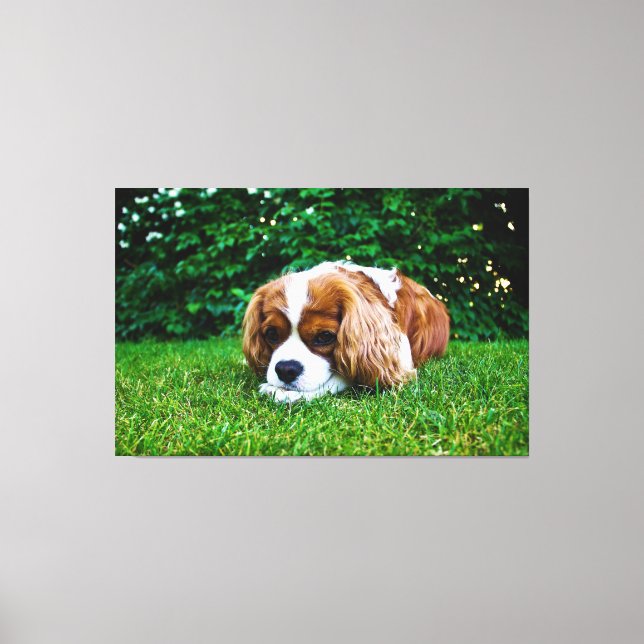 Cavalier King Charles Spaniel Blenheim in Grass Canvas Print (Front)
