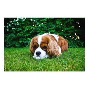 Cavalier King Charles Spaniel Blenheim in Grass Photo Print