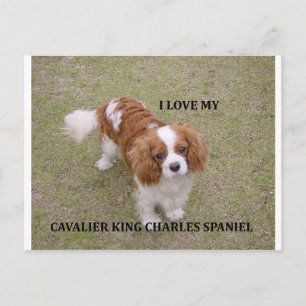 Cavalier-king-charles-spaniel blenheim love w pic. postcard