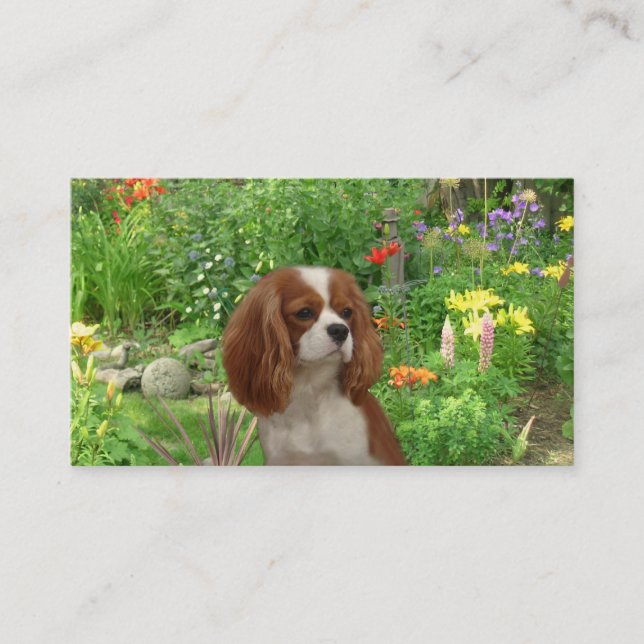 Cavalier King Charles Spaniel BreederBusiness Card (Front)