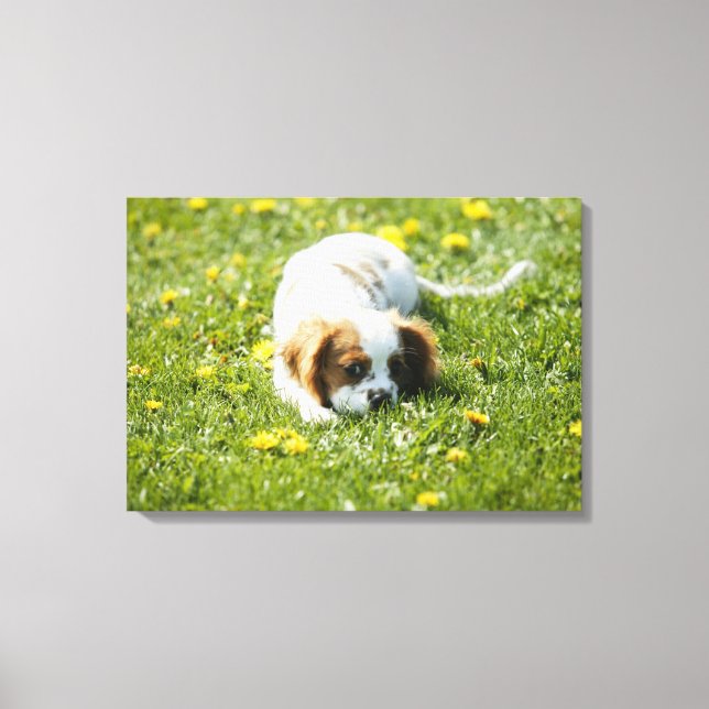 Cavalier King Charles Spaniel Canvas Print (Front)