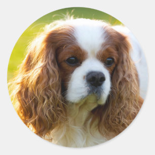 Cavalier King Charles Spaniel Classic Round Sticker
