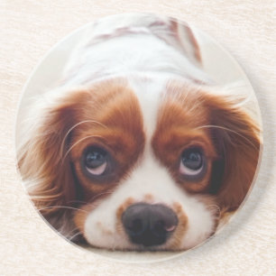 Cavalier King Charles Spaniel Coaster