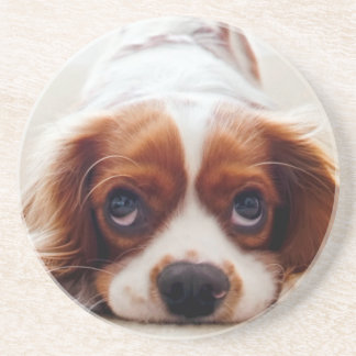 Cavalier King Charles Spaniel Coaster