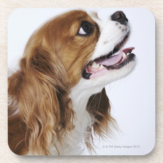 Cavalier King Charles Spaniel Coaster (Front)