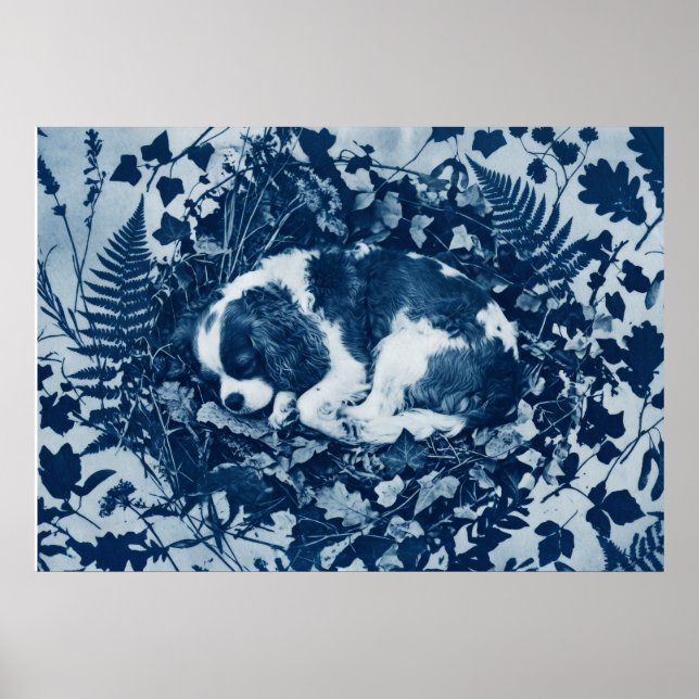 Cavalier King Charles Spaniel Cyanotype Botanical  Poster (Front)