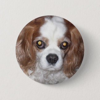 CAVALIER KING CHARLES SPANIEL DOG 6 CM ROUND BADGE