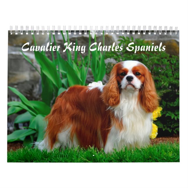 Cavalier King Charles Spaniel Dog Calendar (Cover)