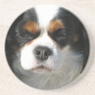 Cavalier King Charles Spaniel Dog Coaster
