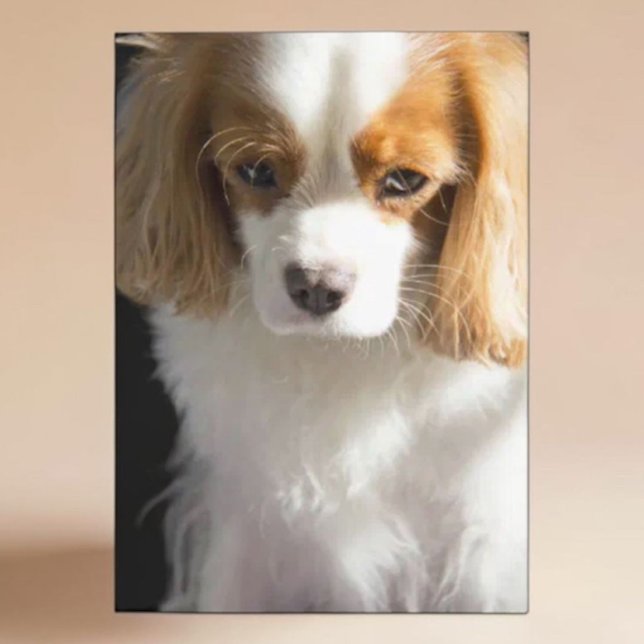 Cavalier King Charles Spaniel Dog Lover Blank Card (Creator Uploaded)