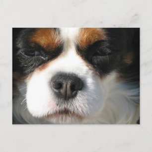 Cavalier King Charles Spaniel Dog Postcard
