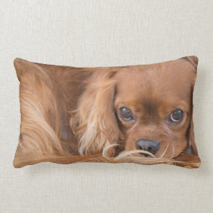 Cavalier King Charles Spaniel Eyes On You Pillow