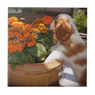 Cavalier King Charles Spaniel Flowers Tile