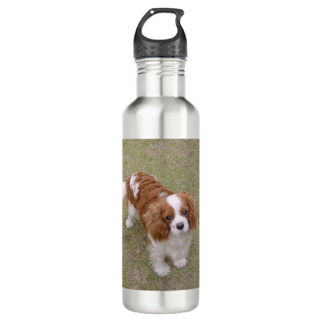 Cavalier-king-charles-spaniel full 710 ml water bottle (Front)