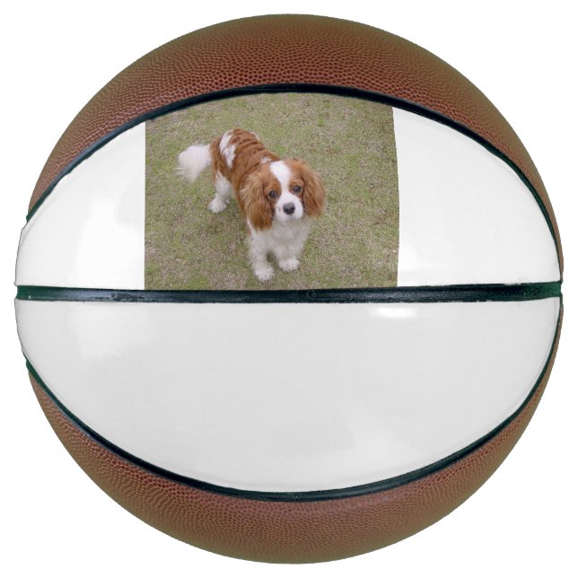 Cavalier-king-charles-spaniel full basketball (Front)