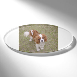 Cavalier-king-charles-spaniel full name tag