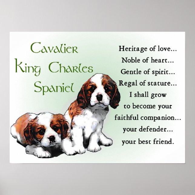 Cavalier King Charles Spaniel Gifts Poster (Front)