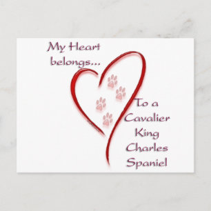Cavalier King Charles Spaniel Heart Belongs Postcard