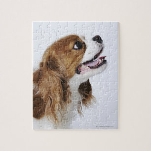 Cavalier King Charles Spaniel Jigsaw Puzzle