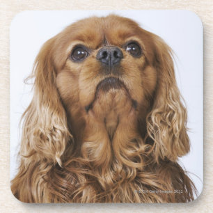 Cavalier King Charles Spaniel looking up Coaster