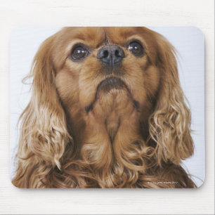 Cavalier King Charles Spaniel looking up Mouse Mat