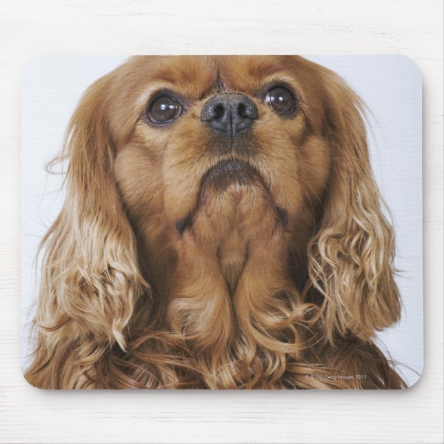 Cavalier King Charles Spaniel looking up Mouse Mat (Front)