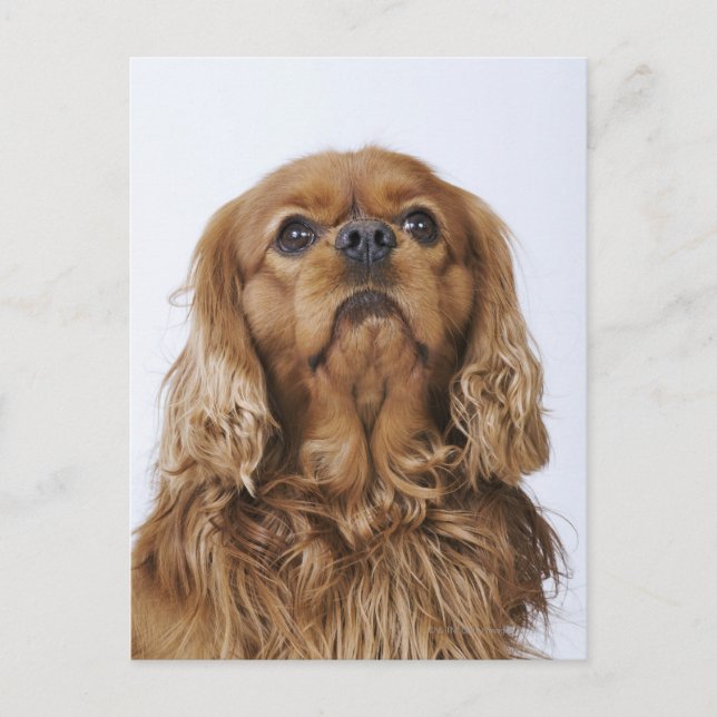 Cavalier King Charles Spaniel looking up Postcard (Front)