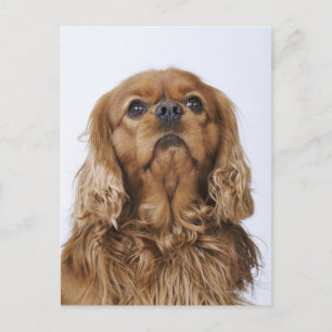 Cavalier King Charles Spaniel looking up Postcard