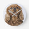 Cavalier King Charles Spaniel looking up