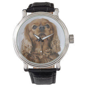 Cavalier King Charles Spaniel looking up Watch