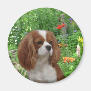 Cavalier King Charles Spaniel Magnet