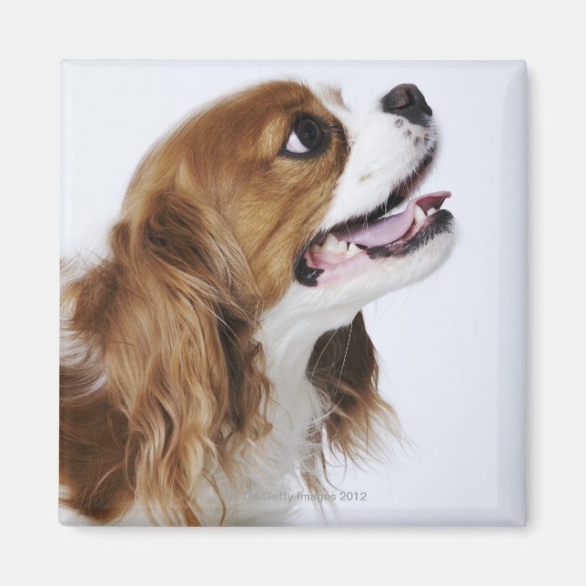 Cavalier King Charles Spaniel Magnet (Front)