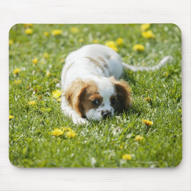 Cavalier King Charles Spaniel Mouse Mat (Front)