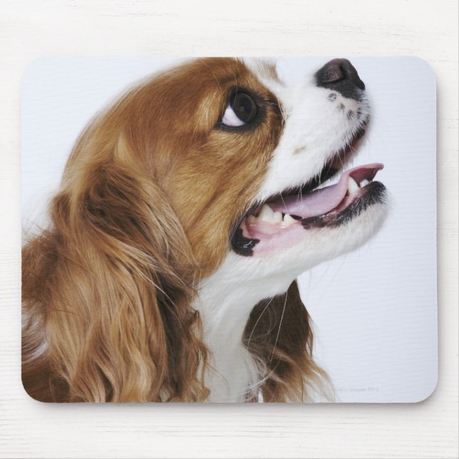 Cavalier King Charles Spaniel Mouse Mat (Front)