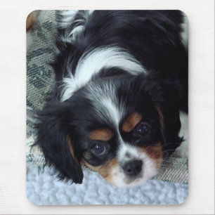 Cavalier King Charles Spaniel Mouse Mat